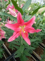 [5390 Viviana VZ No02.JPG]